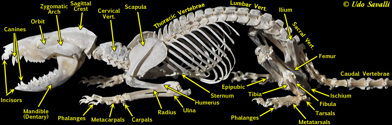 Opossum Skeleton Labeled