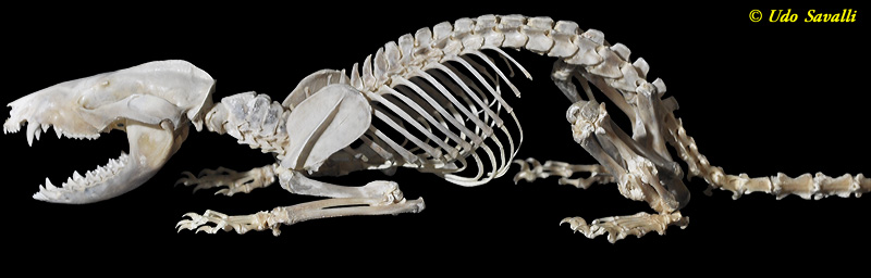 Opossum Skeleton plain