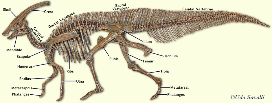 Parasaurolophus Skeleton labeled