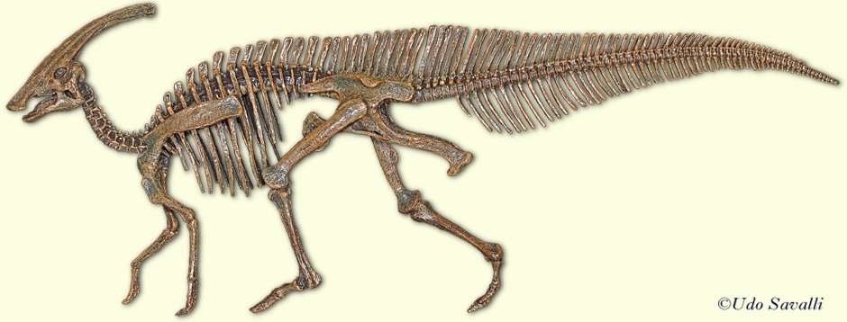 Parasaurolophus Skeleton plain