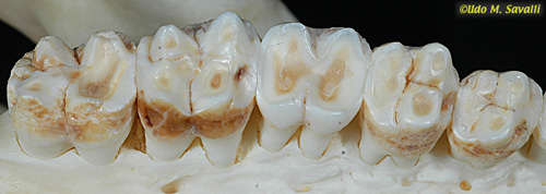 Peccary Teeth