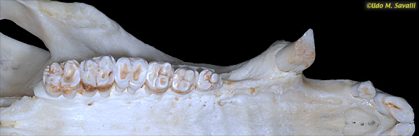 Peccary Teeth plain