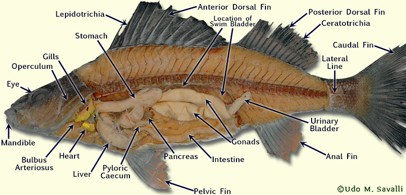 Perch labeled