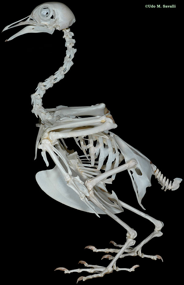 Pigeon Skeleton plain