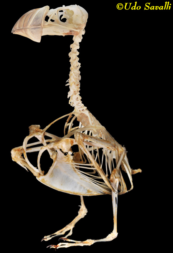 Puffin Skeleton plain
