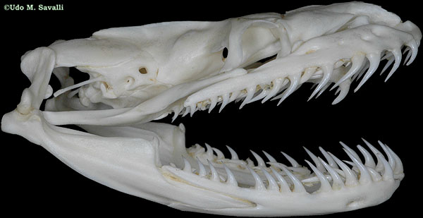 python skull