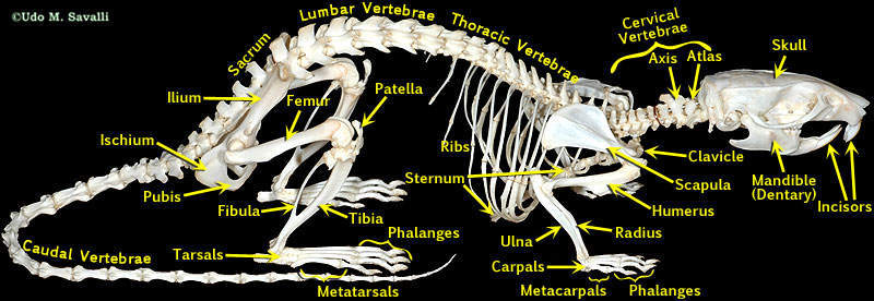 Rat Skeleton Labeled