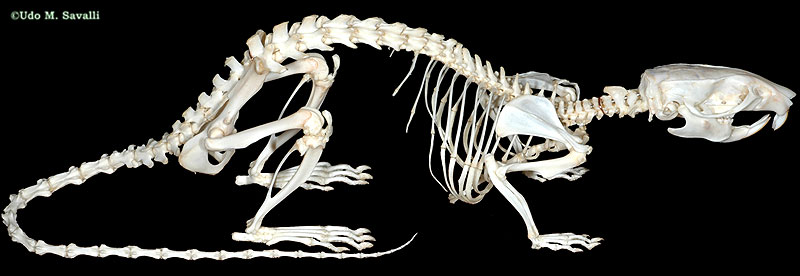 Rat Skeleton plain