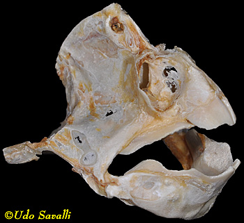 ratfish skull