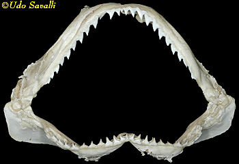 requiem shark jaw
