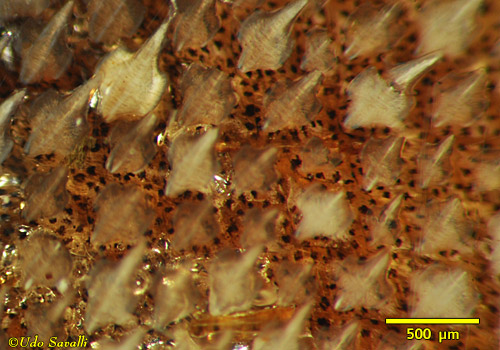 Bamboo shark scales closeup