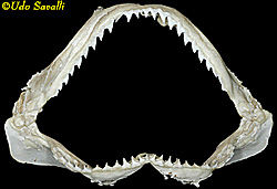 Shark Skeleton