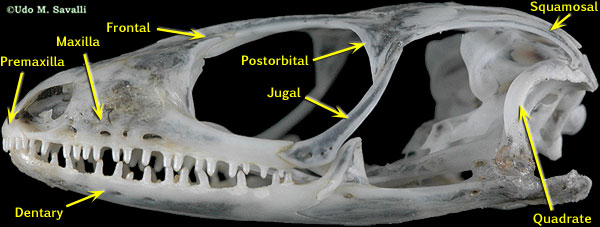 monitor lizard skull
