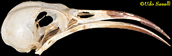 Sunbird Skull