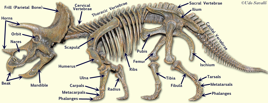 Triceratops Skeleton labeled