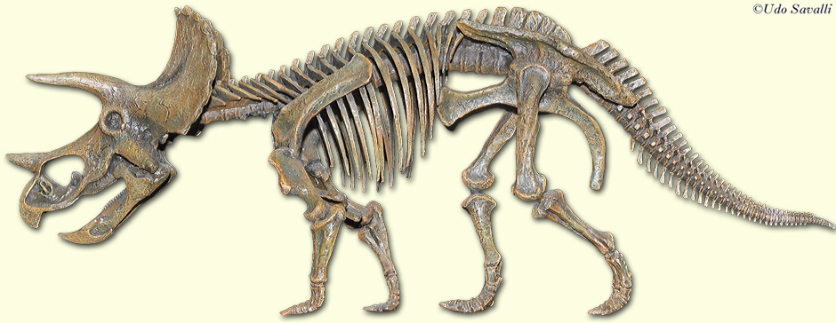 Triceratops Skeleton plain