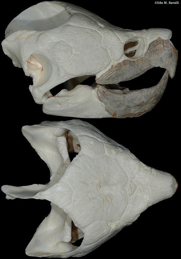 Turtle skull plain
