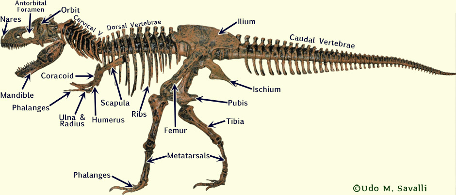 Tyrannosaurus Skeleton labeled