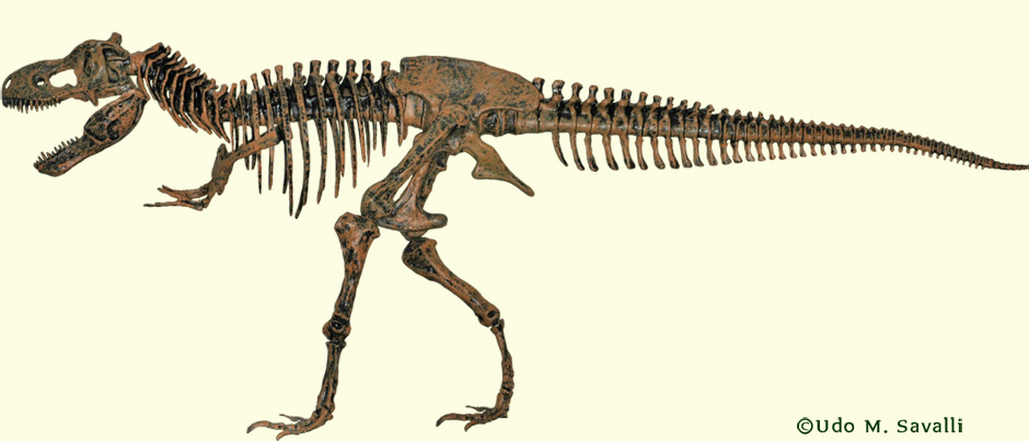Tyrannosaurus Skeleton plain
