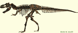 Tyrannosaurus skeleton