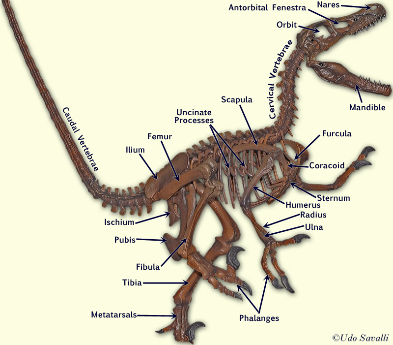 Velociraptor Skeleton labeled