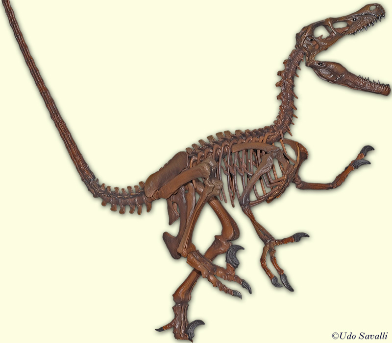 Velociraptor Skeleton plain