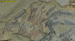 Haikoulela Fossil