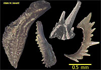 Conodont Fossils
