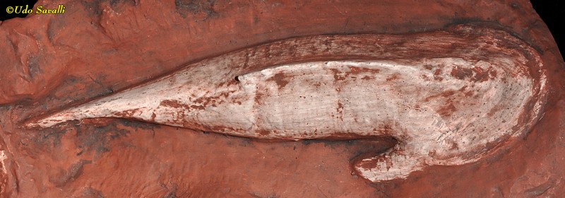 Hemicyclaspis Fossil