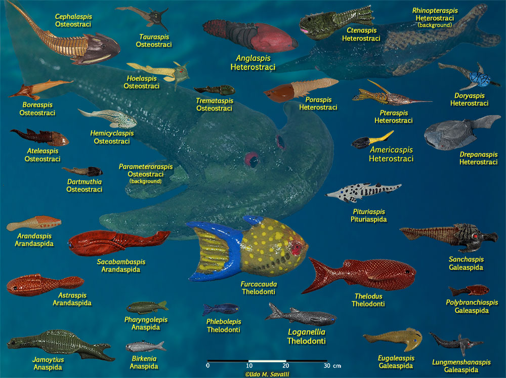 Ostracoderm Fishes Diversity