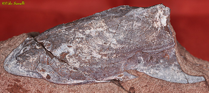 Podolaspis Fossil