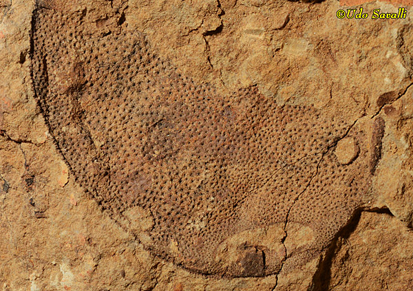 Polybranchiaspis Fossil