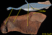 Tullimonstrum fossil & model