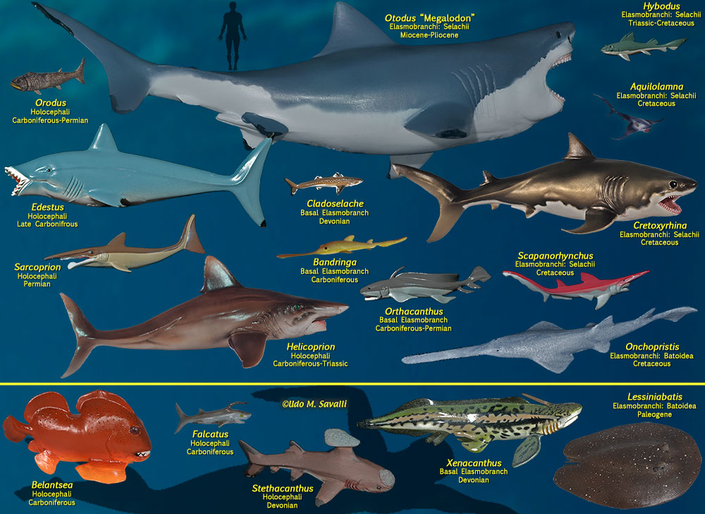Prehistoric Sharks Models