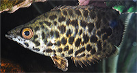 Leopard Bushfish