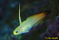 Firefish Goby