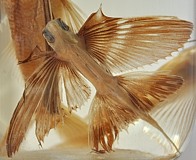 Flying Fish specimen