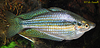 Aussie Rainbowfish