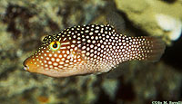 Pacific Boxfish