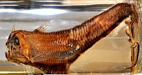 Pacific Viperfish specimen