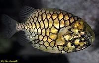 Pinecone Fish