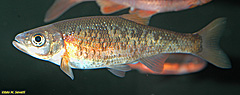 Rosyside Dace