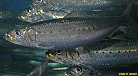 Sardines