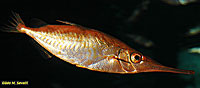 Snipefish