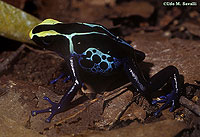 Dyeing Dart-Poison Frog