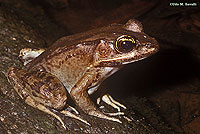 Maya Mountain Frog