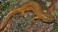 Spring Salamander Adult