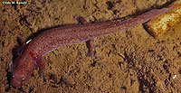 Spring Salamander Larva