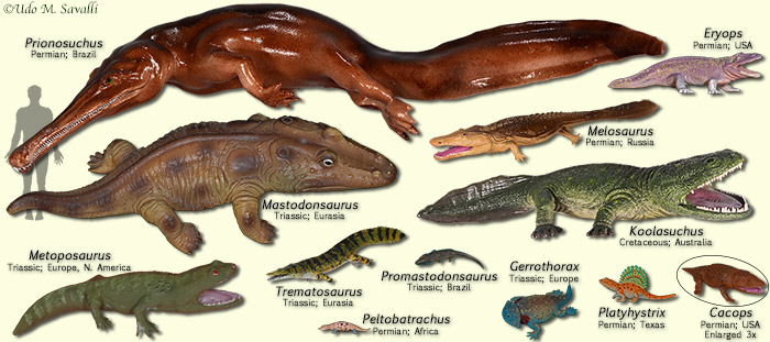 Temnospondyl models