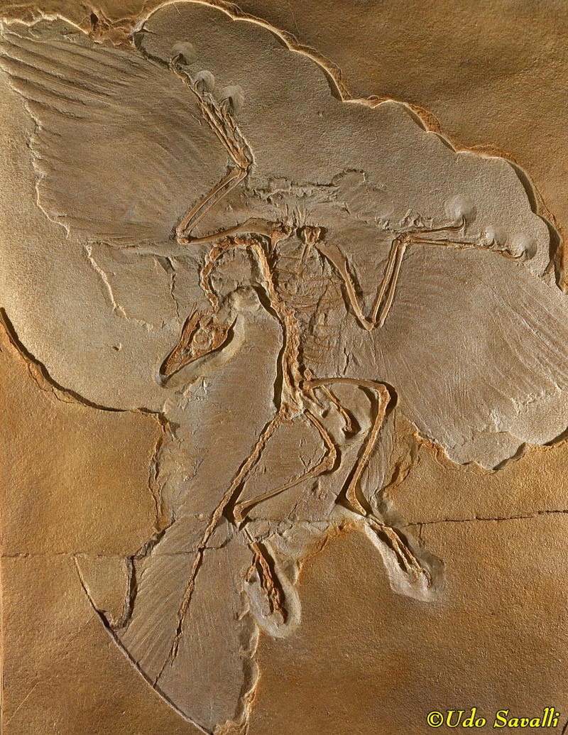 Berlin Archaeopteryx Fossil